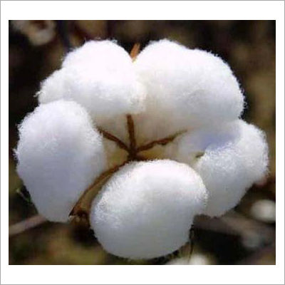 Cotton Fibre